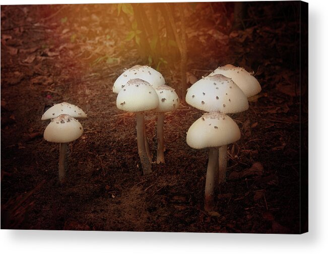 Mushrooms Landscape Group White Cap Light Acrylic Print featuring the photograph White Cap Mushrooms by Carolyn D'Alessandro