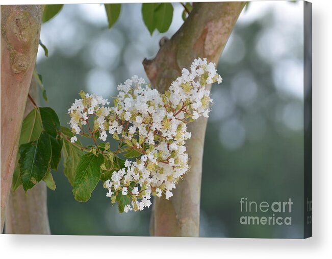 White Crepe Myrtle Acrylic Print featuring the photograph White Crepe Myrtle by Maria Urso
