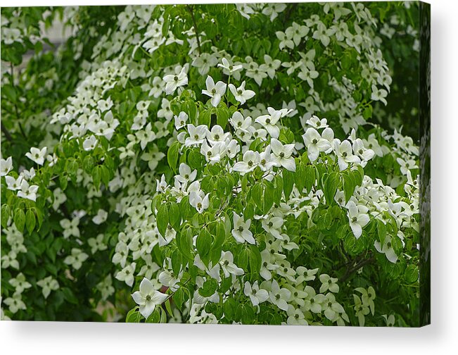 White Dogwood Acrylic Print featuring the photograph White Dogwood Blossoms by Sharon Talson