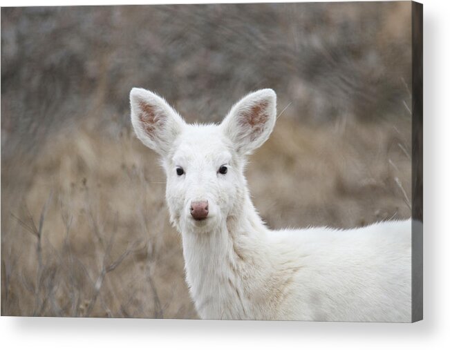 Deer Acrylic Print featuring the photograph White Face by Brook Burling