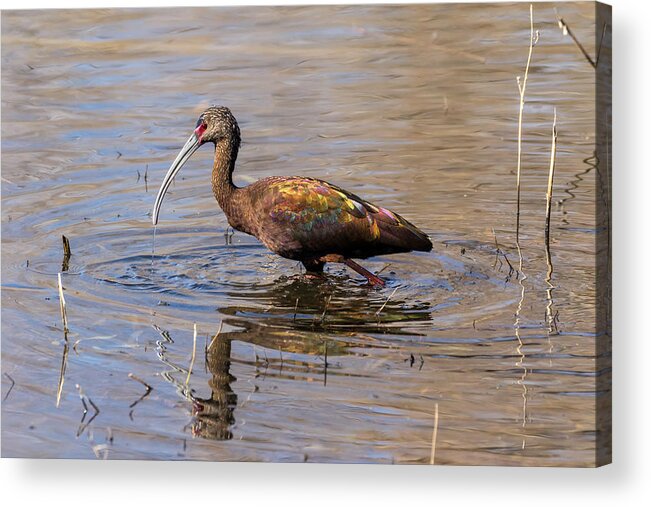 Ibis Acrylic Print featuring the photograph White-faced Ibis in Breeding Plumage by Kathleen Bishop
