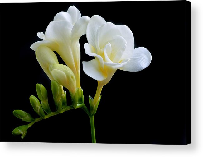 Freesia Acrylic Print featuring the photograph White Freesia by Terence Davis