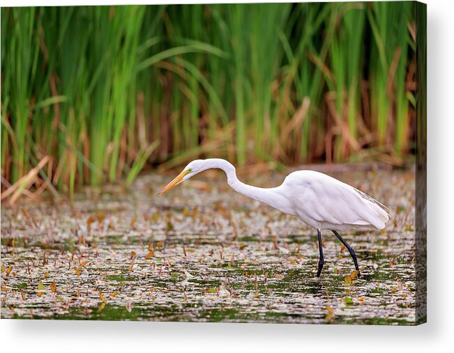Animal Acrylic Print featuring the photograph White, Great Egret by Peter Lakomy
