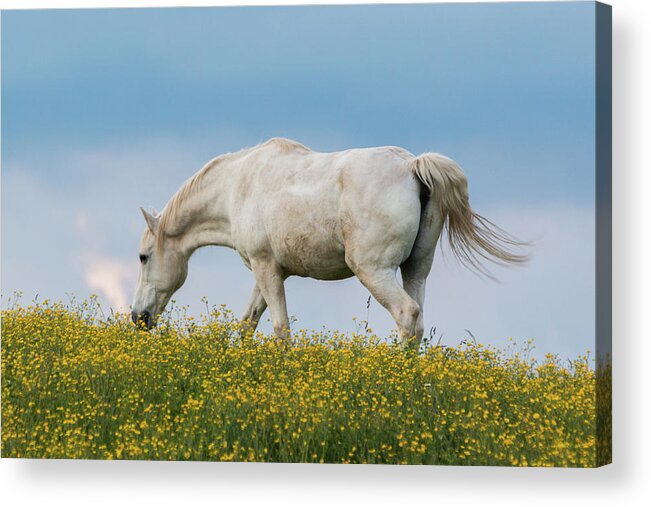 Horse Acrylic Print featuring the photograph White Horse of Cataloochee Ranch 2 - May 30 2017 by D K Wall