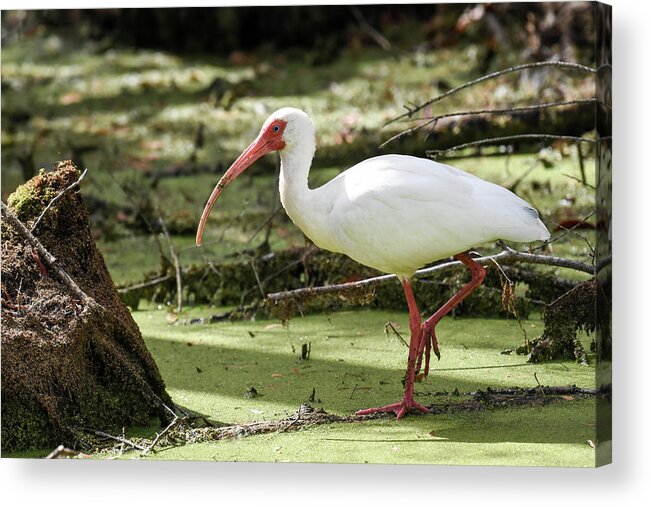 Nature Acrylic Print featuring the photograph White Ibis by Gary Wightman
