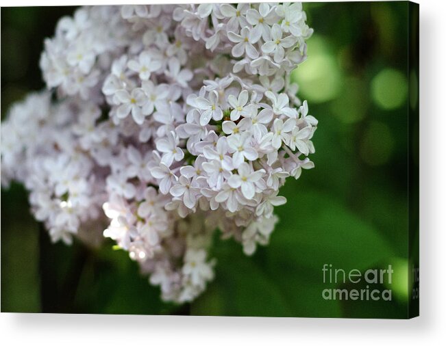 Lilac Acrylic Print featuring the photograph White Lilacs by Laurel Best