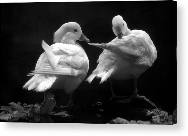 Duck Acrylic Print featuring the photograph White Mandarin Ducks Aix galericulata by Nathan Abbott