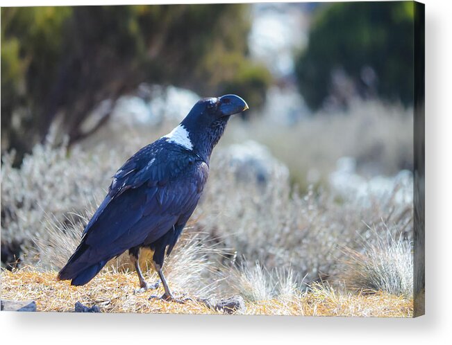 Africa Acrylic Print featuring the photograph White-Necked Raven Camping Out on Kilimanjaro by Jeff at JSJ Photography