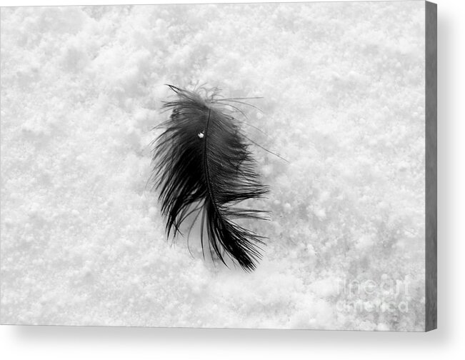 Feather Acrylic Print featuring the photograph White on Black and White by Dean Harte