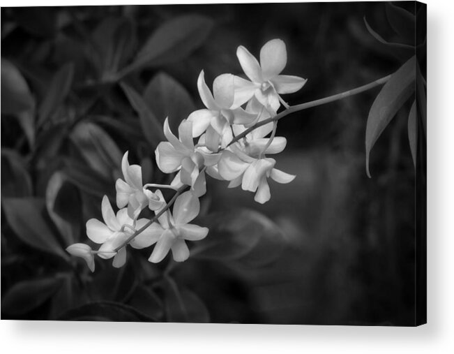 Flower Acrylic Print featuring the photograph White Orchid Spray by Kim Hojnacki