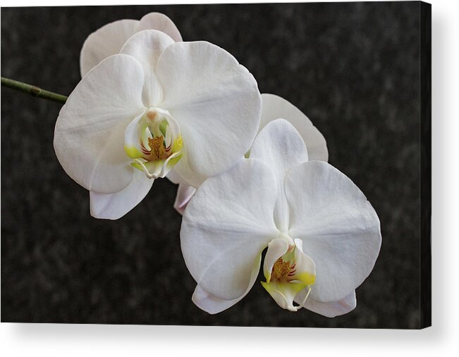 Orchids Acrylic Print featuring the photograph White Orchids 3583 by Pamela S Eaton-Ford