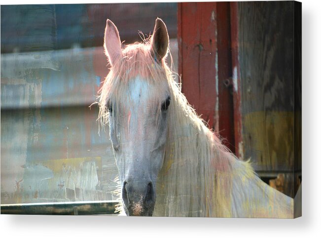 Horse Acrylic Print featuring the mixed media White Painted Horse by Trish Tritz
