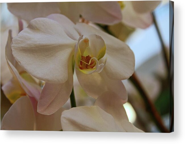 Orchid Acrylic Print featuring the photograph White Peabody Orchid II by Michiale Schneider