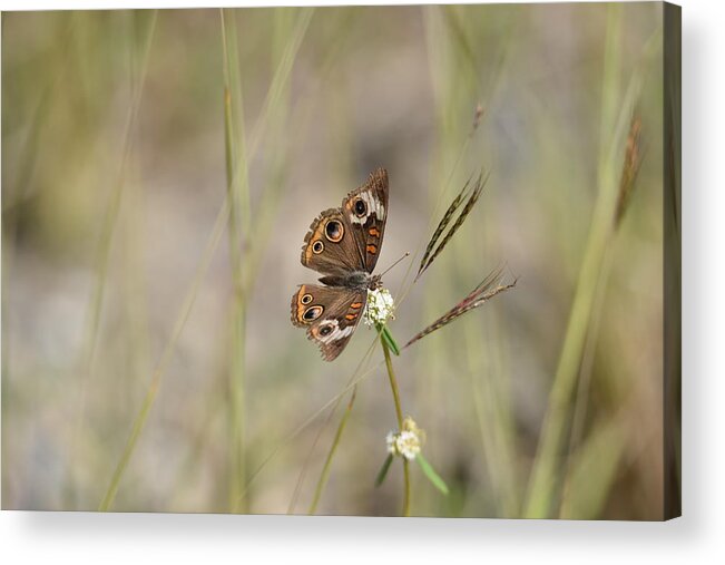 Butterfly Acrylic Print featuring the photograph Buckeye Butterfly Resting On White Flowers - Horizontal by Artful Imagery
