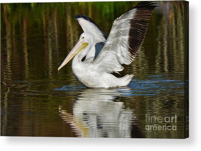 White Pelican Acrylic Print featuring the photograph White Pelican by Julie Adair