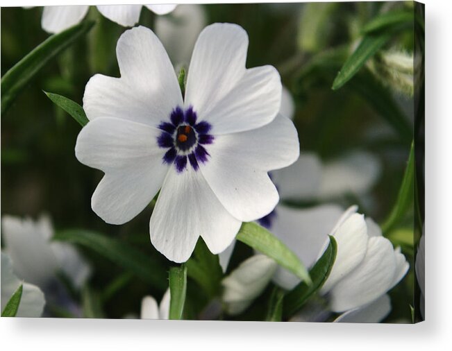 Flower Acrylic Print featuring the photograph White Phlox by Adrian Wale