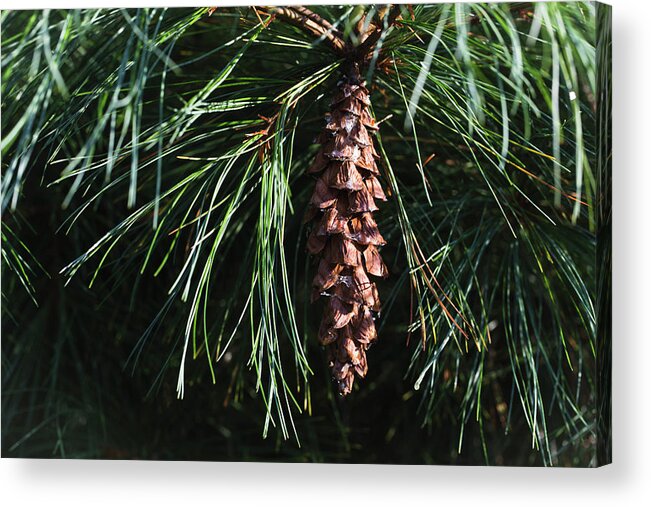 Andrew Pacheco Acrylic Print featuring the photograph White Pine Cone by Andrew Pacheco