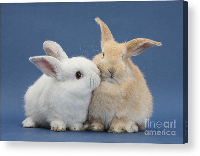 Nature Acrylic Print featuring the photograph White Rabbit And Sandy Rabbit by Mark Taylor