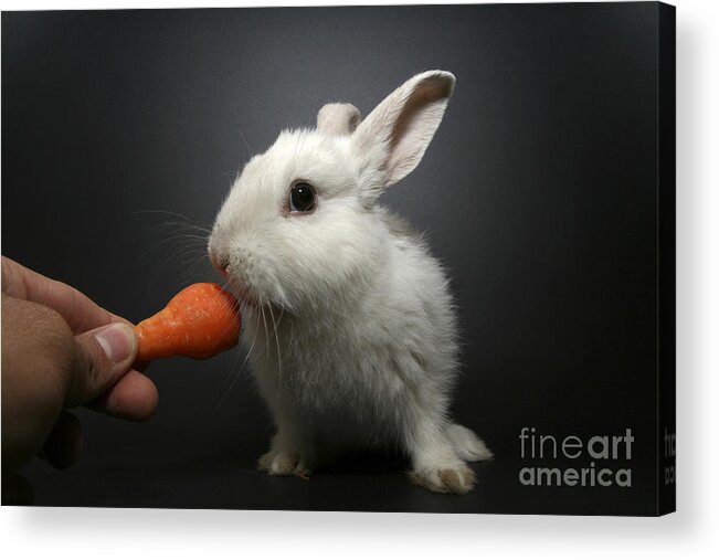 White Acrylic Print featuring the photograph White Rabbit by Yedidya yos mizrachi