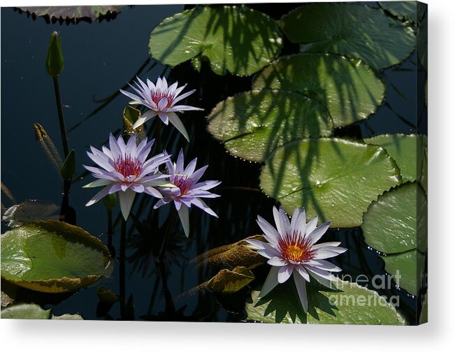 White Acrylic Print featuring the photograph White, Red and Yellow Lotus Waterlilies by Jackie Irwin