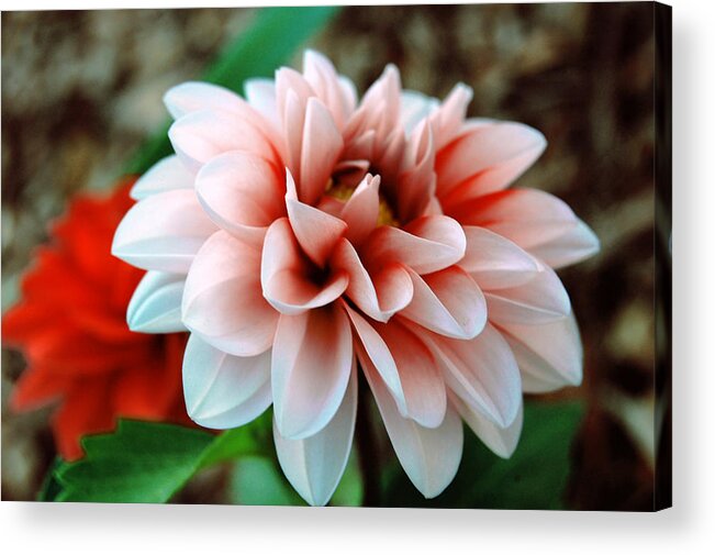 Flower Acrylic Print featuring the photograph White Red Flower by Jame Hayes