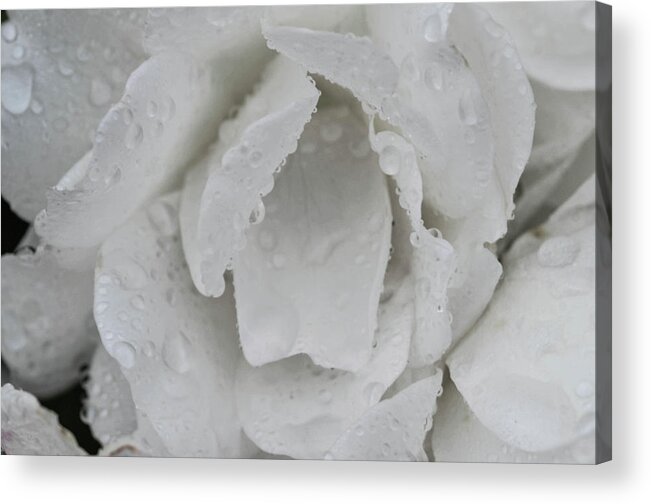 Rose Flower White Acrylic Print featuring the photograph White Rose by William Kimble