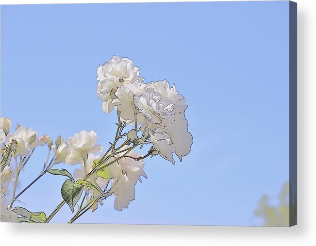Linda Brody Acrylic Print featuring the digital art White Roses Pastel Abstract by Linda Brody