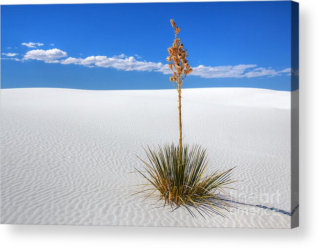 Yucca Acrylic Print featuring the photograph White Sands Yucca by Peter Kennett