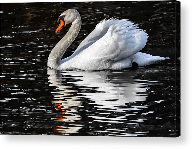 Avian Acrylic Print featuring the photograph White Shores by Brian Stevens