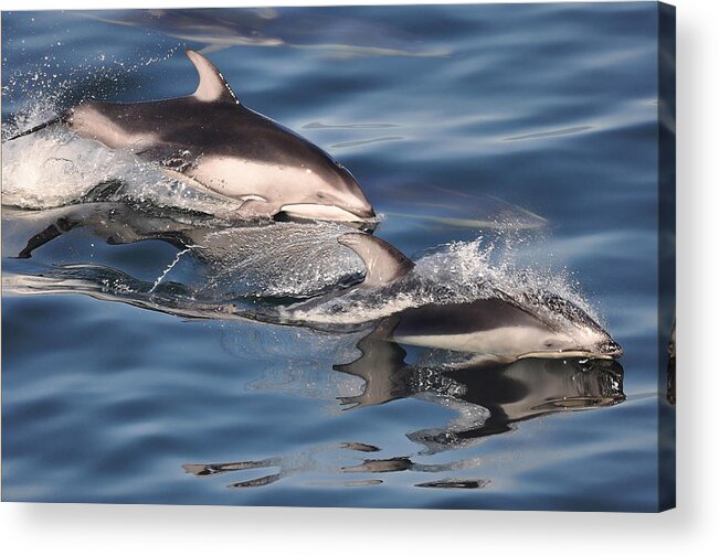Pacific White-sided Dolphin Acrylic Print featuring the photograph White-sided Dolphins by Carl Olsen