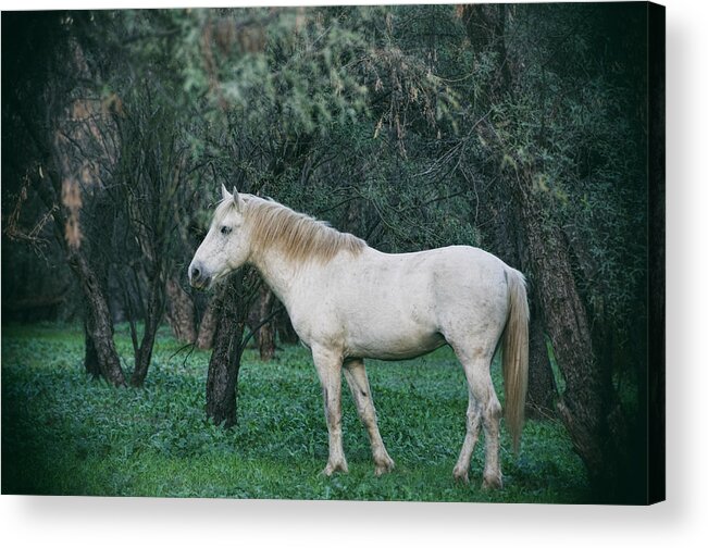 Wild Horses Acrylic Print featuring the photograph White Stallion in the Woods by Saija Lehtonen