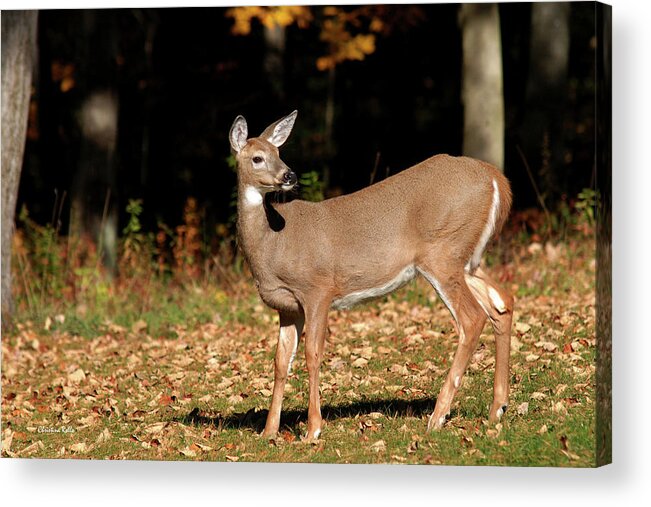 White Tailed Deer Acrylic Print featuring the photograph White Tailed Deer In Autumn by Christina Rollo