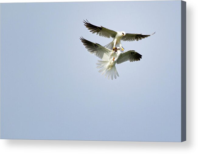 White-tailed Kites Acrylic Print featuring the photograph White-Tailed Kites Food Exchange by Susan Gary