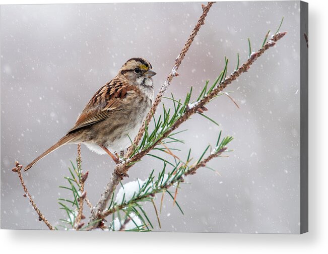 Bird Acrylic Print featuring the photograph White Throated Sparrow by Cathy Kovarik