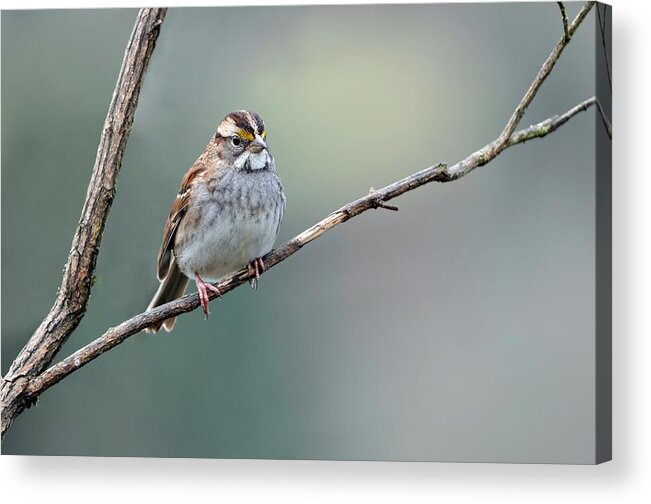 White Throated Sparrow Acrylic Print featuring the photograph White Throated Sparrow by Laura Mountainspring