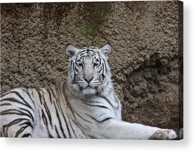 White Acrylic Print featuring the photograph White Tiger Resting by Douglas Barnett