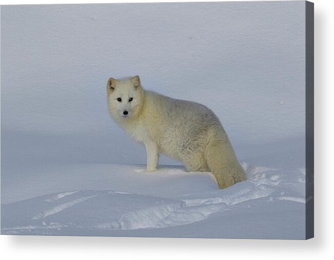 White Fox Acrylic Print featuring the photograph White Wilderness by Steve McKinzie