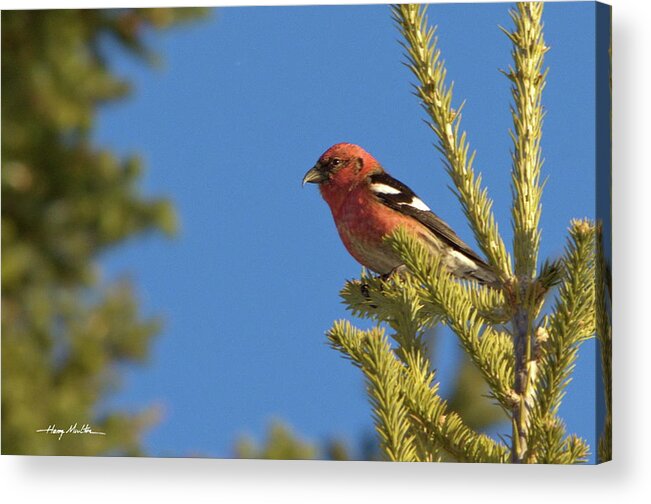 Birds Acrylic Print featuring the pyrography White-winged Crossbill by Harry Moulton
