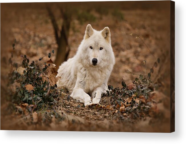 Wolf Acrylic Print featuring the photograph White Wolf by Sandy Keeton