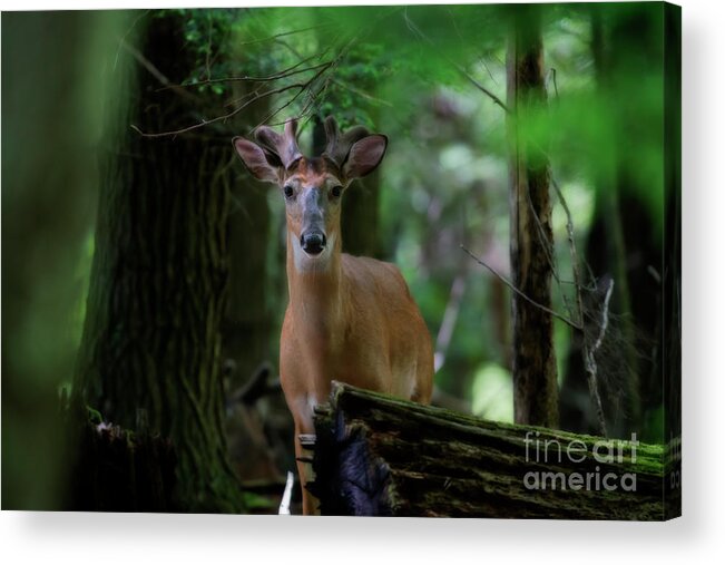 Whitetail Deer Acrylic Print featuring the photograph Whitetail deer with velvet antlers in woods by Dan Friend