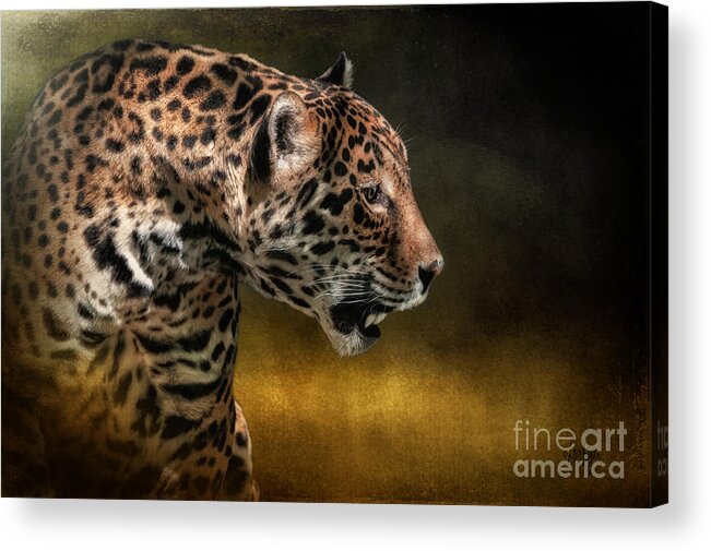 Jaguar Acrylic Print featuring the photograph Who Goes There by Lois Bryan
