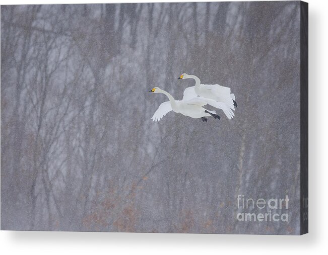 Akan Crane Sanctuary Acrylic Print featuring the photograph Whooper Swans Flying In Snowstorm by John Shaw