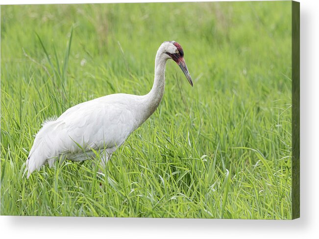 Whooping Crane (grus Americana) Acrylic Print featuring the photograph Whooping Crane 2017-3 by Thomas Young