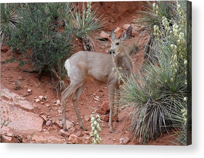 Deers Acrylic Print featuring the photograph Wild and Pretty - Garden of the Gods Colorado Springs by Alexandra Till