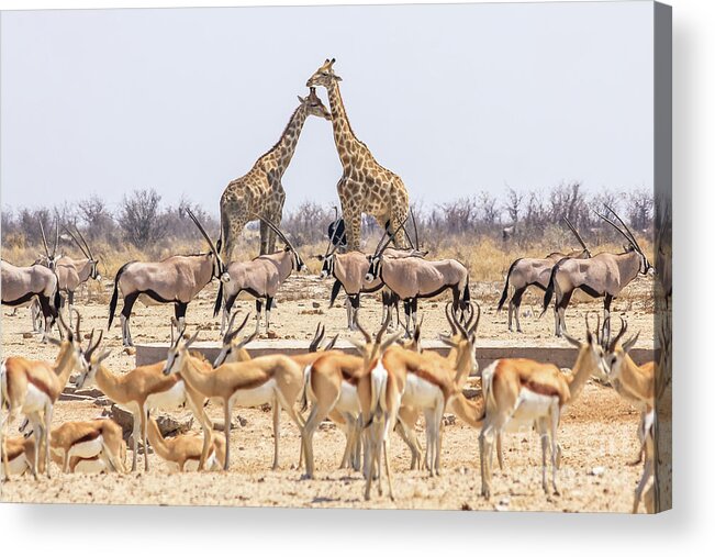 Namibia Acrylic Print featuring the photograph Wild Animals Pyramid by Benny Marty