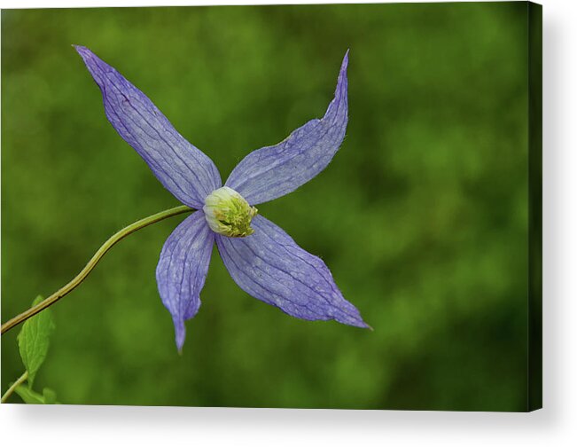 Bloom Acrylic Print featuring the photograph Wild blue flower by Debra Baldwin