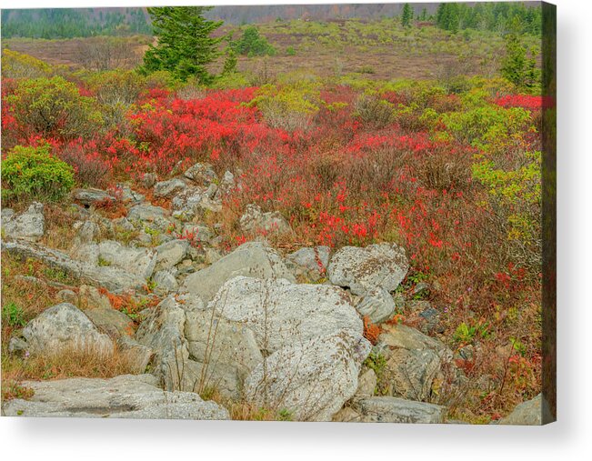 Fall Color Acrylic Print featuring the photograph Wild Blueberries by David Waldrop
