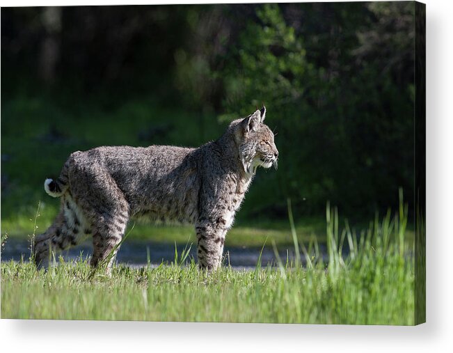 Wild Cat Acrylic Print featuring the photograph Wild Bobcat stands profile looking toward sun by Mark Miller