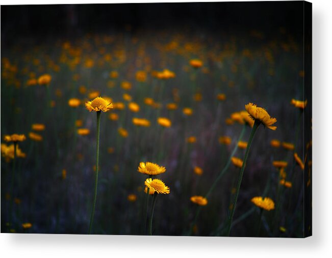 Daisies Acrylic Print featuring the photograph Wild Daisies by Roberto Aloi