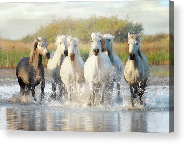 Horse Acrylic Print featuring the photograph Wild Friends by Karen Lynch